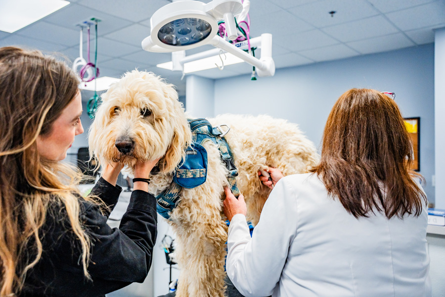 dog on exam table getting examined by two veterinarians