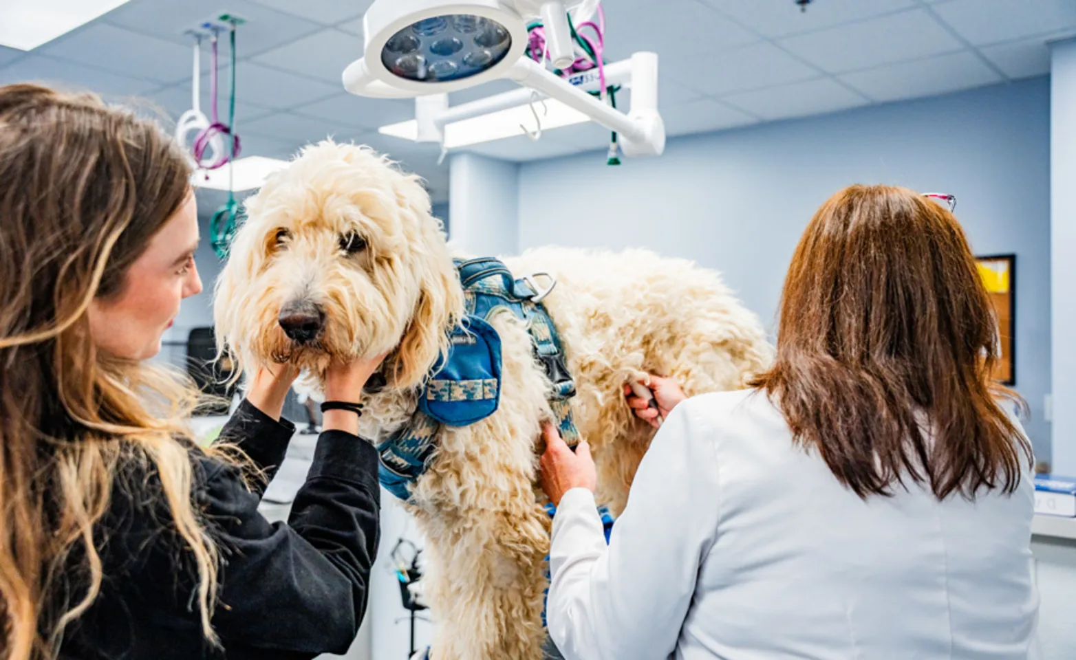 dog on exam table getting examined by two veterinarians dog on exam table getting examined by two veterinarians