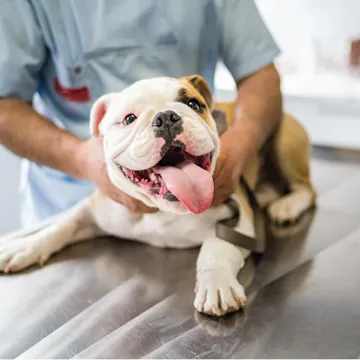 English Bulldog on exam table English Bulldog on exam table