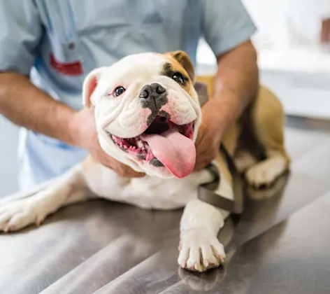 English Bulldog on exam table