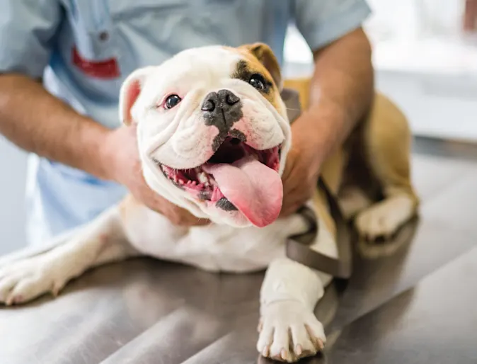 English Bulldog on exam table