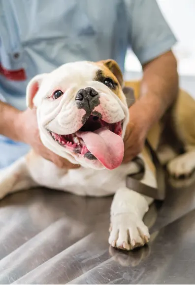 English Bulldog on exam table