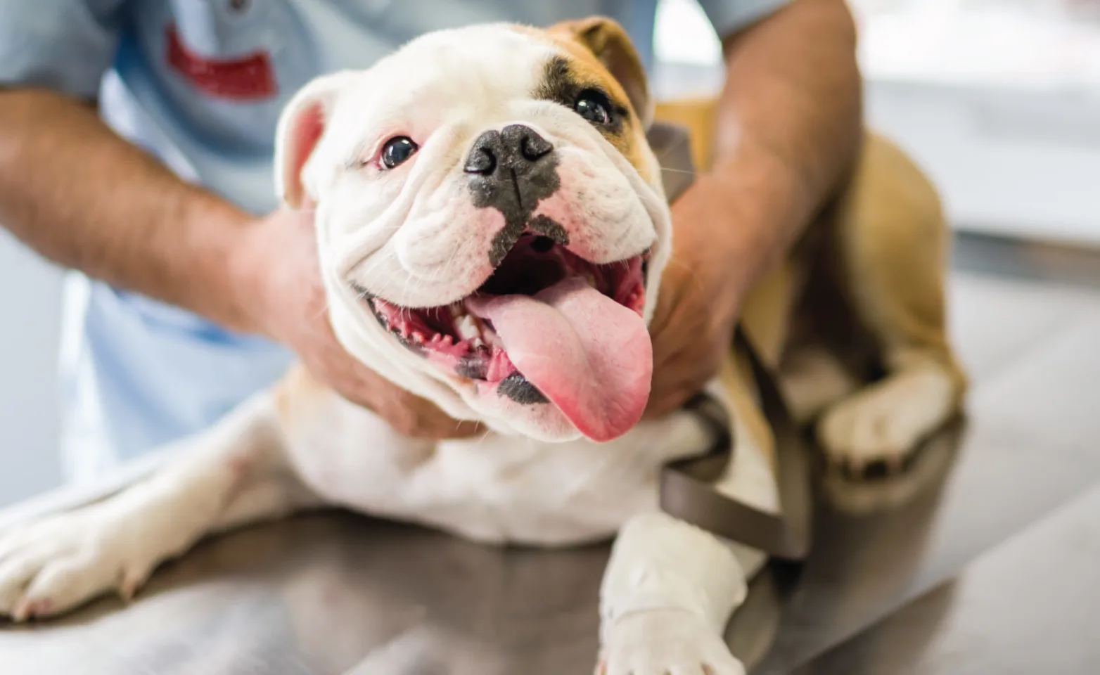 English Bulldog on exam table