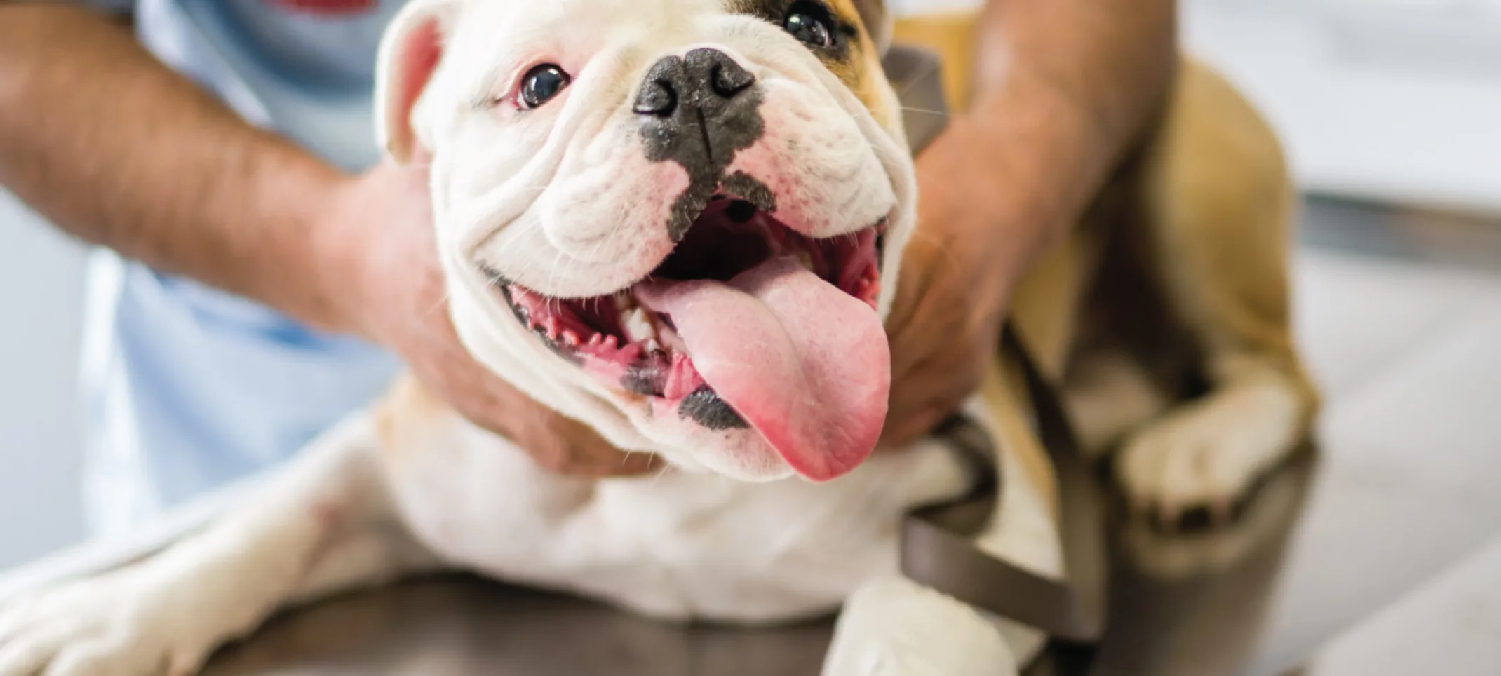 English Bulldog on exam table