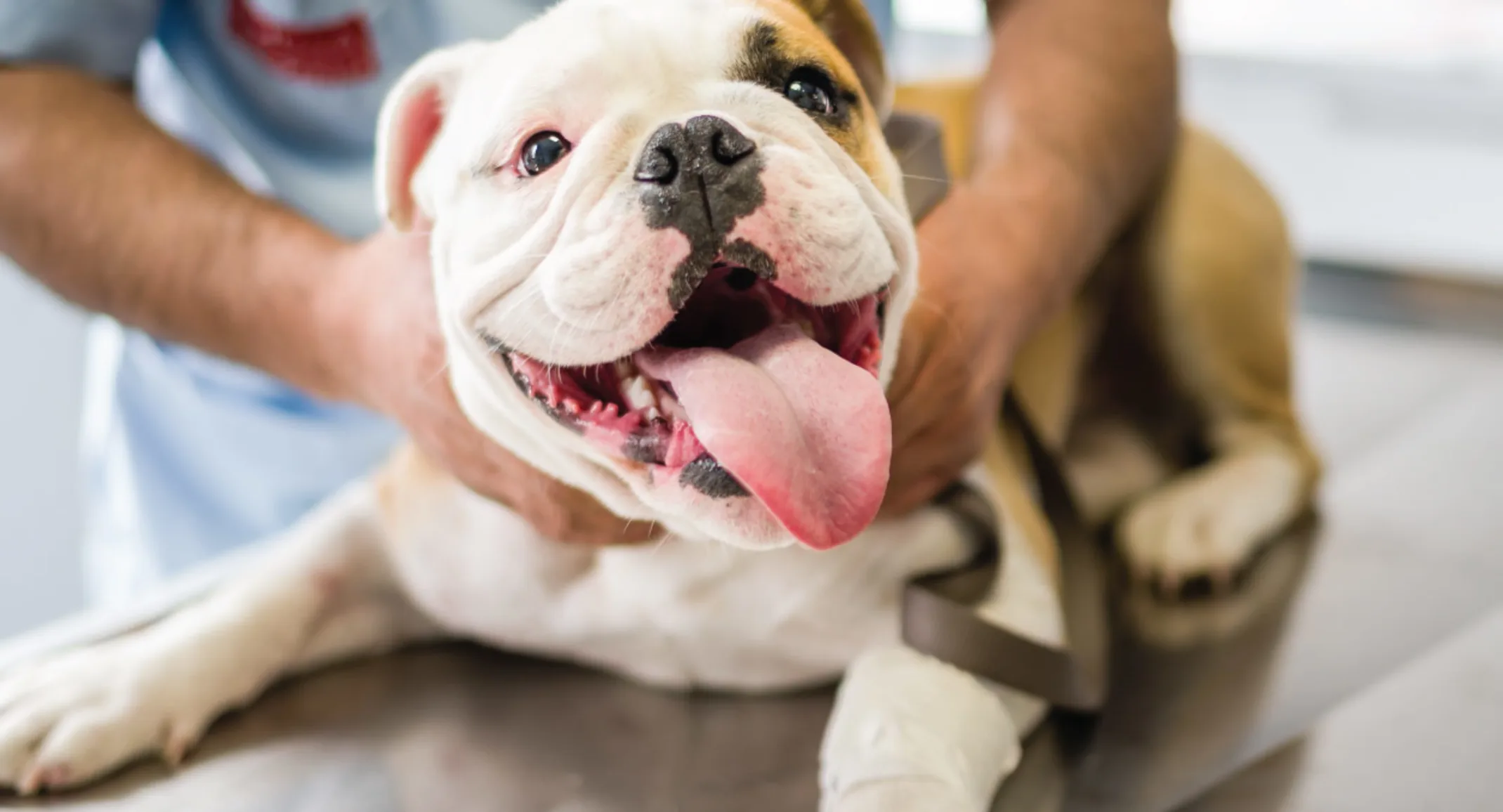 English Bulldog on exam table English Bulldog on exam table