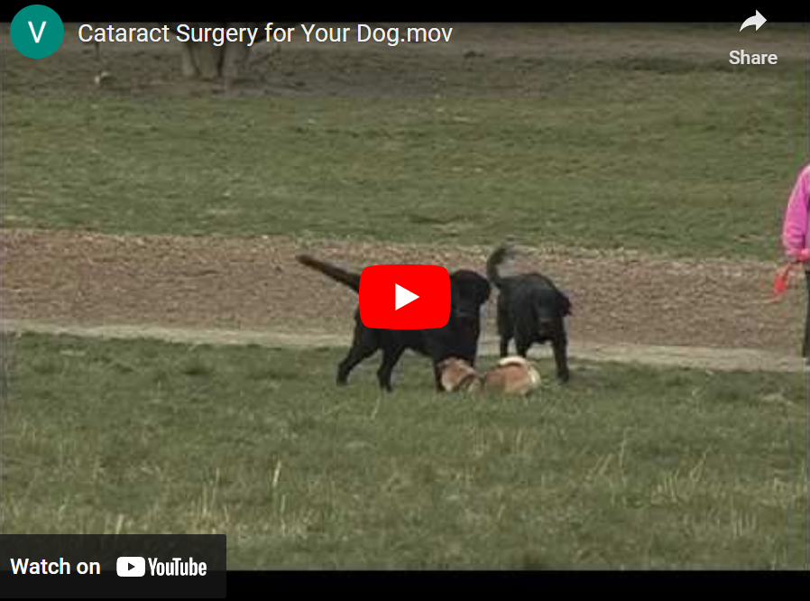 Cataract Surgery for Your Dog Video