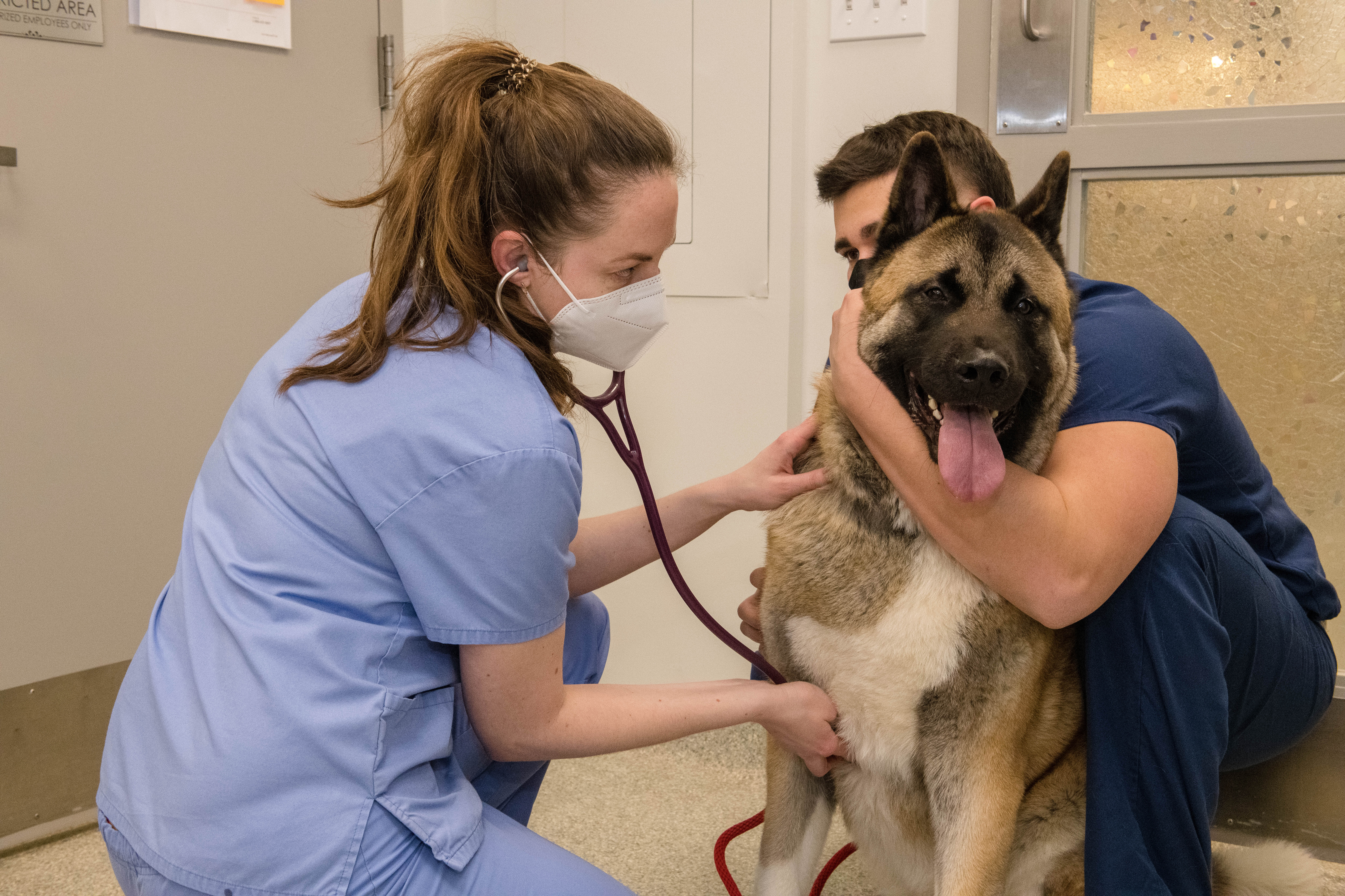 Veterinarian in light blue scrubs and mask listening to patient's heart.
