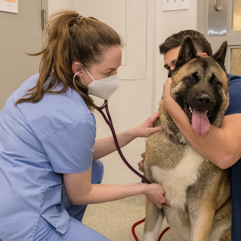 Veterinarian in light blue scrubs and mask listening to patient's heart. Veterinarian in light blue scrubs and mask listening to patient's heart.