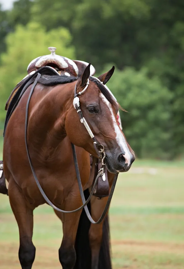 A horse in a field A horse in a field