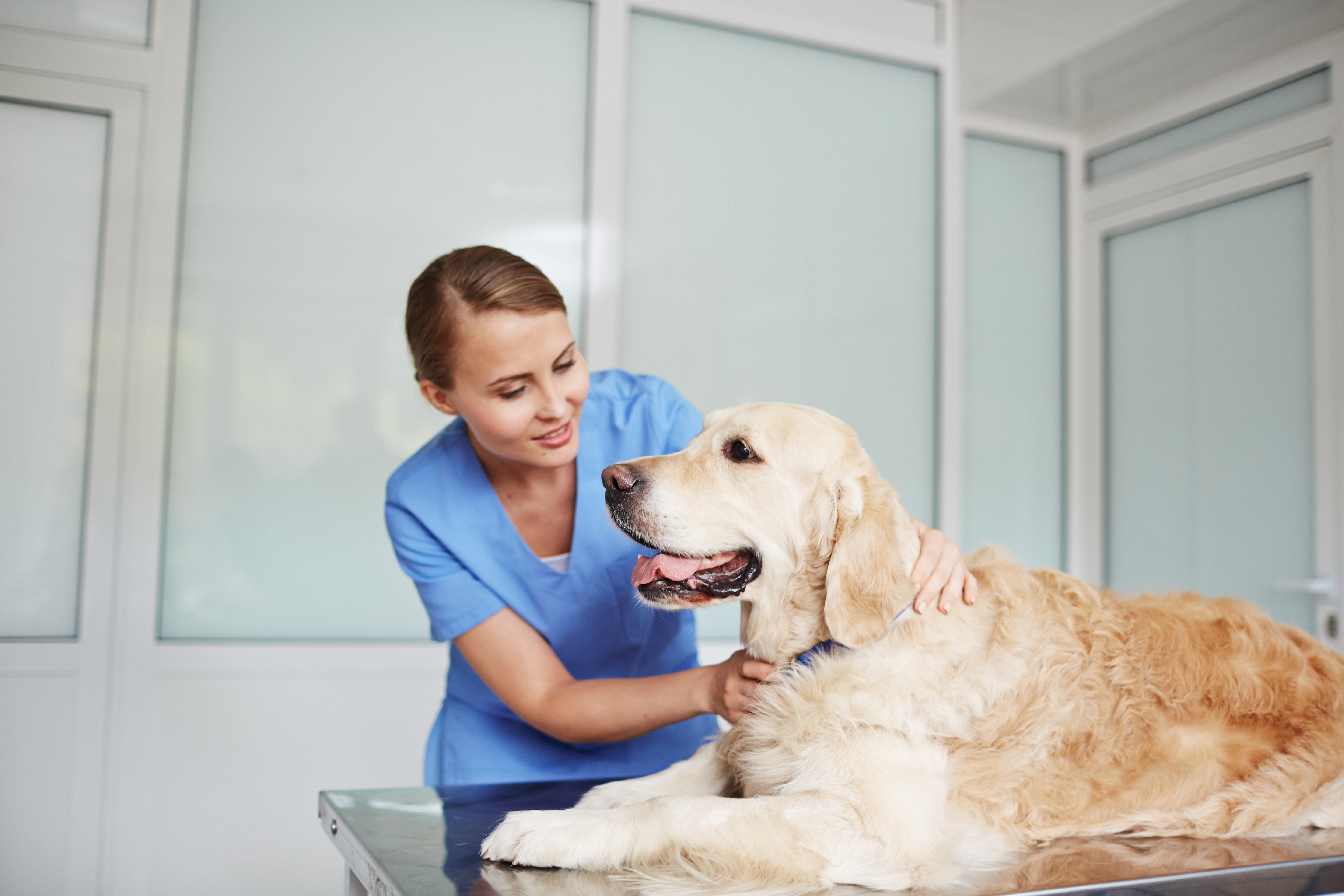 how is dyspnea treated in dogs