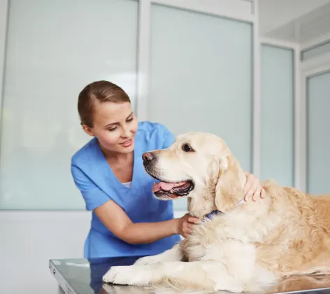 Veterinarian checking up on a Golden Retriever pulse on a table. 