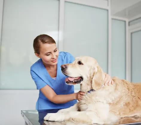 Veterinarian checking up on a Golden Retriever pulse on a table. Veterinarian checking up on a Golden Retriever pulse on a table.