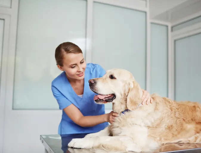 Veterinarian checking up on a Golden Retriever pulse on a table. 
