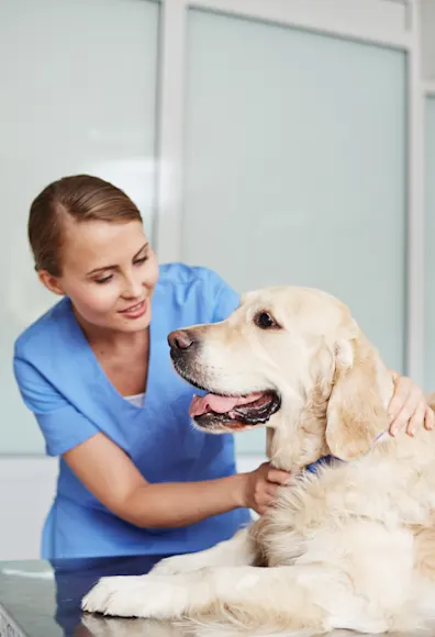Veterinarian checking up on a Golden Retriever pulse on a table. Veterinarian checking up on a Golden Retriever pulse on a table.
