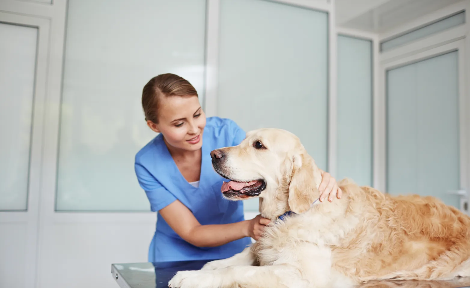 Veterinarian checking up on a Golden Retriever pulse on a table. 