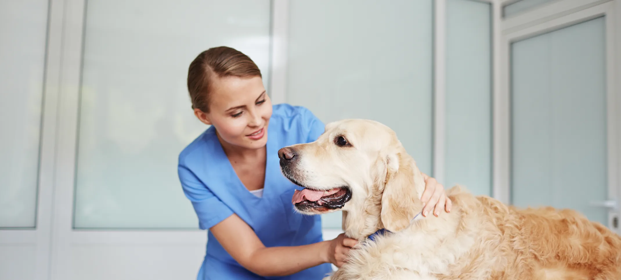 Veterinarian checking up on a Golden Retriever pulse on a table. 