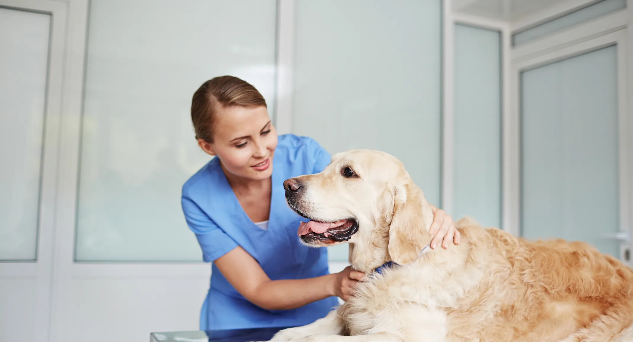 Veterinarian checking up on a Golden Retriever pulse on a table. 