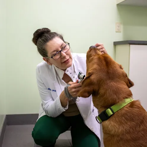 IW Dog Exam IW Dog Exam