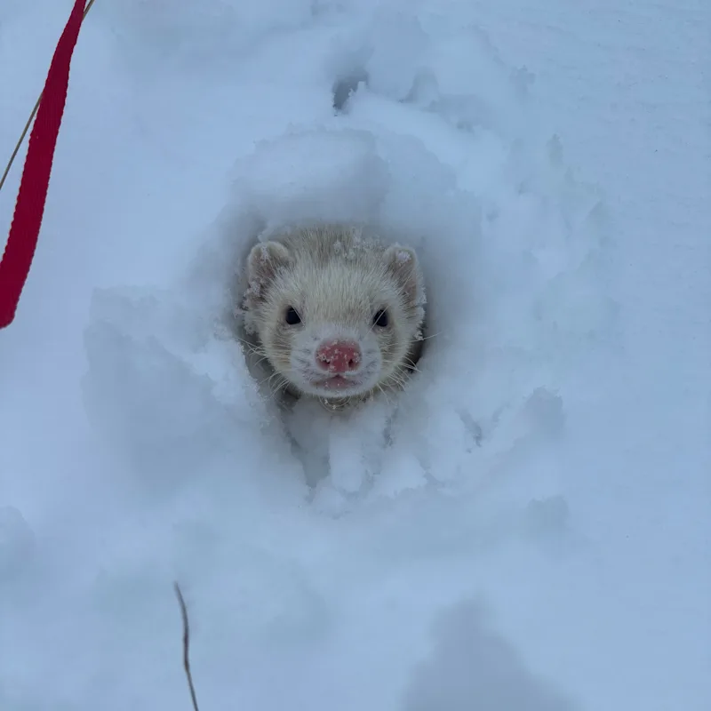 Hailee Arnold Hailee Arnold