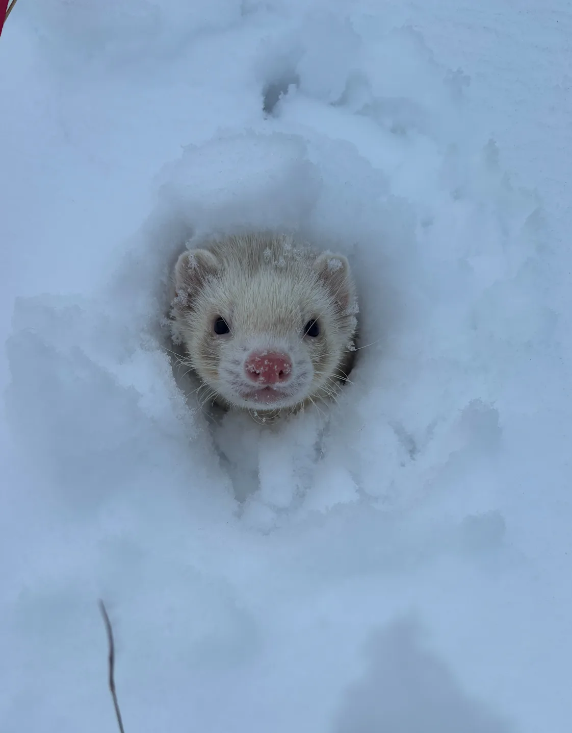 Hailee Arnold Hailee Arnold