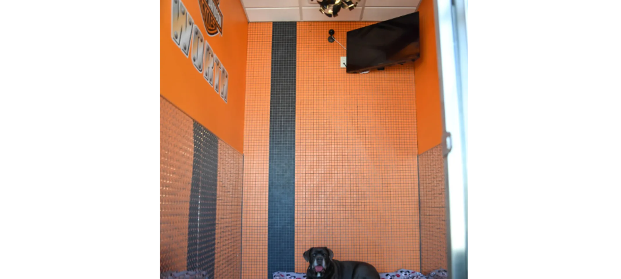 Harley Suite Harley Suite