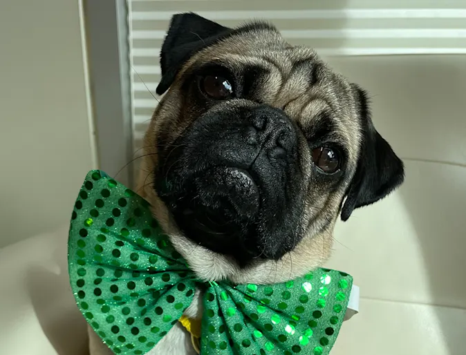 A pug named Chester A pug named Chester