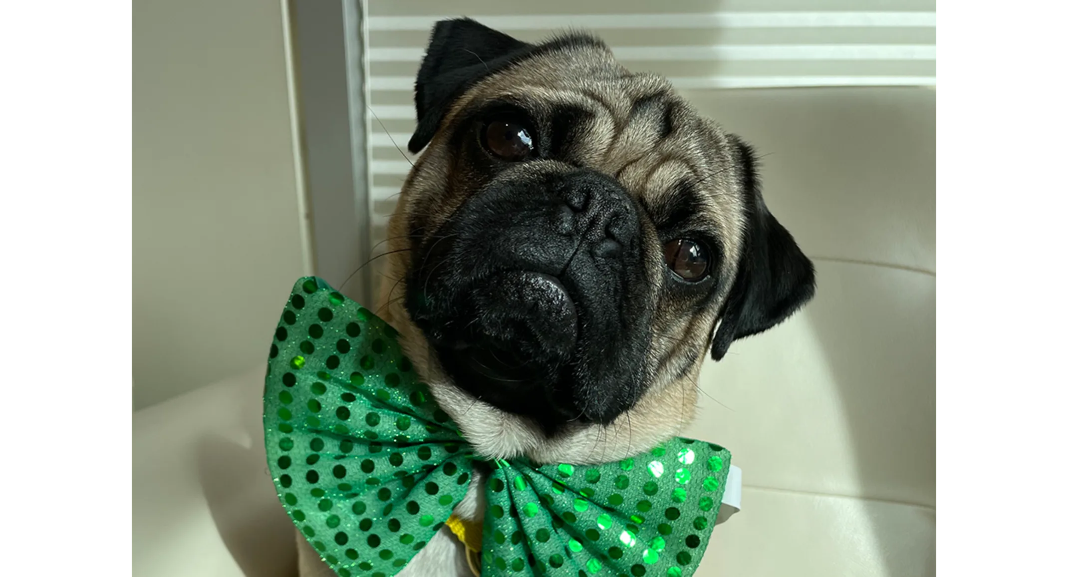 A pug named Chester A pug named Chester