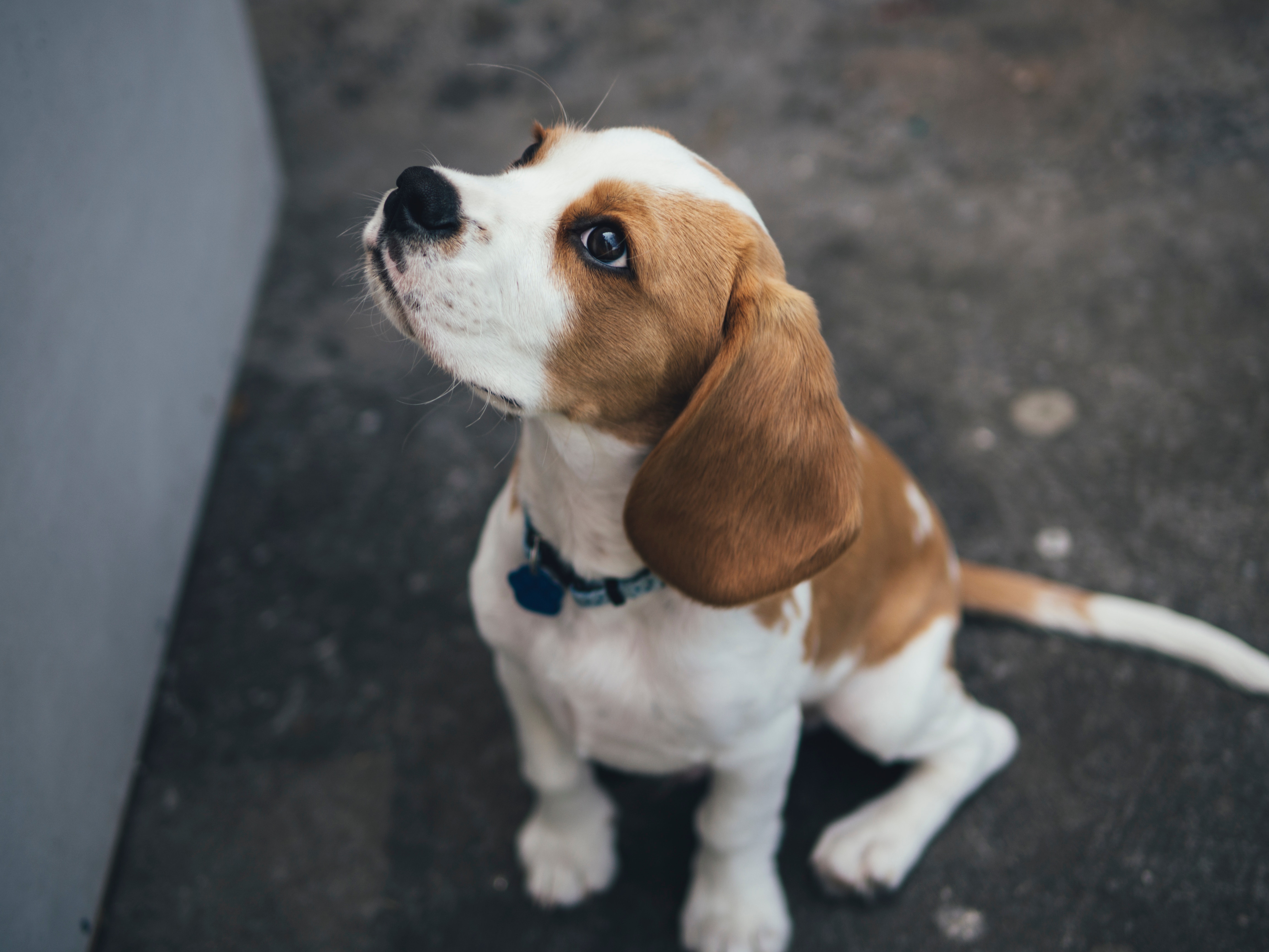 A brown and white dog sitting outside looking up
