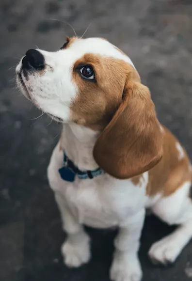 A brown and white dog sitting outside looking up A brown and white dog sitting outside looking up