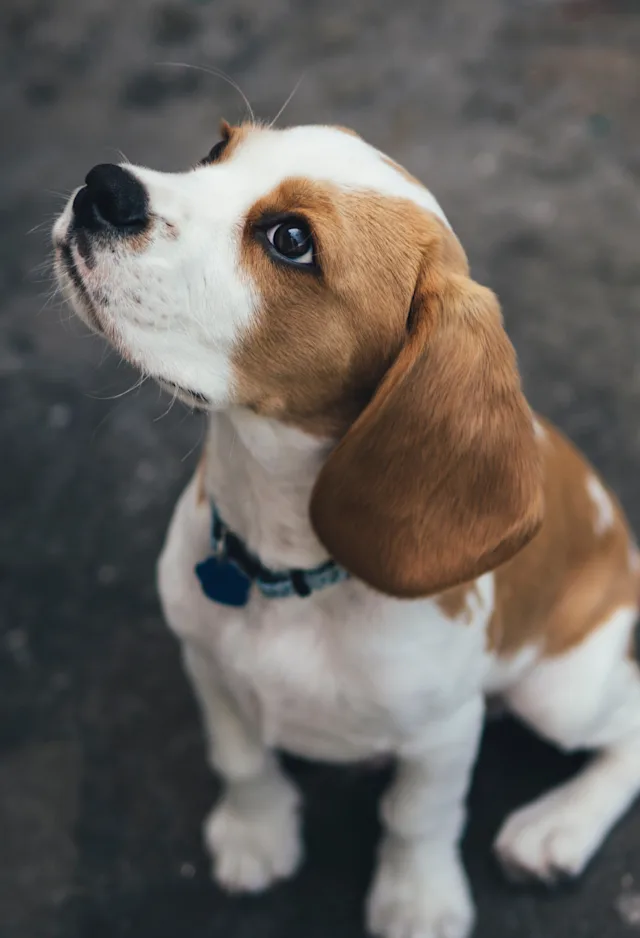 A brown and white dog sitting outside looking up A brown and white dog sitting outside looking up