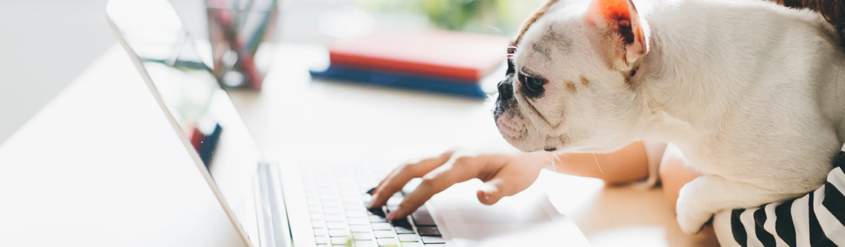 woman on laptop holding white frenchie woman on laptop holding white frenchie
