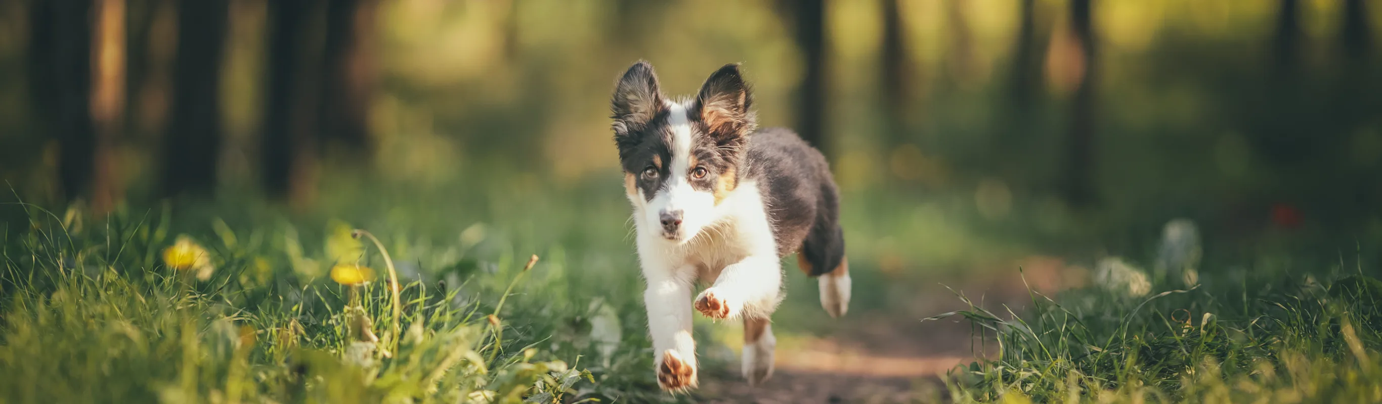 Dog running through the grass Dog running through the grass