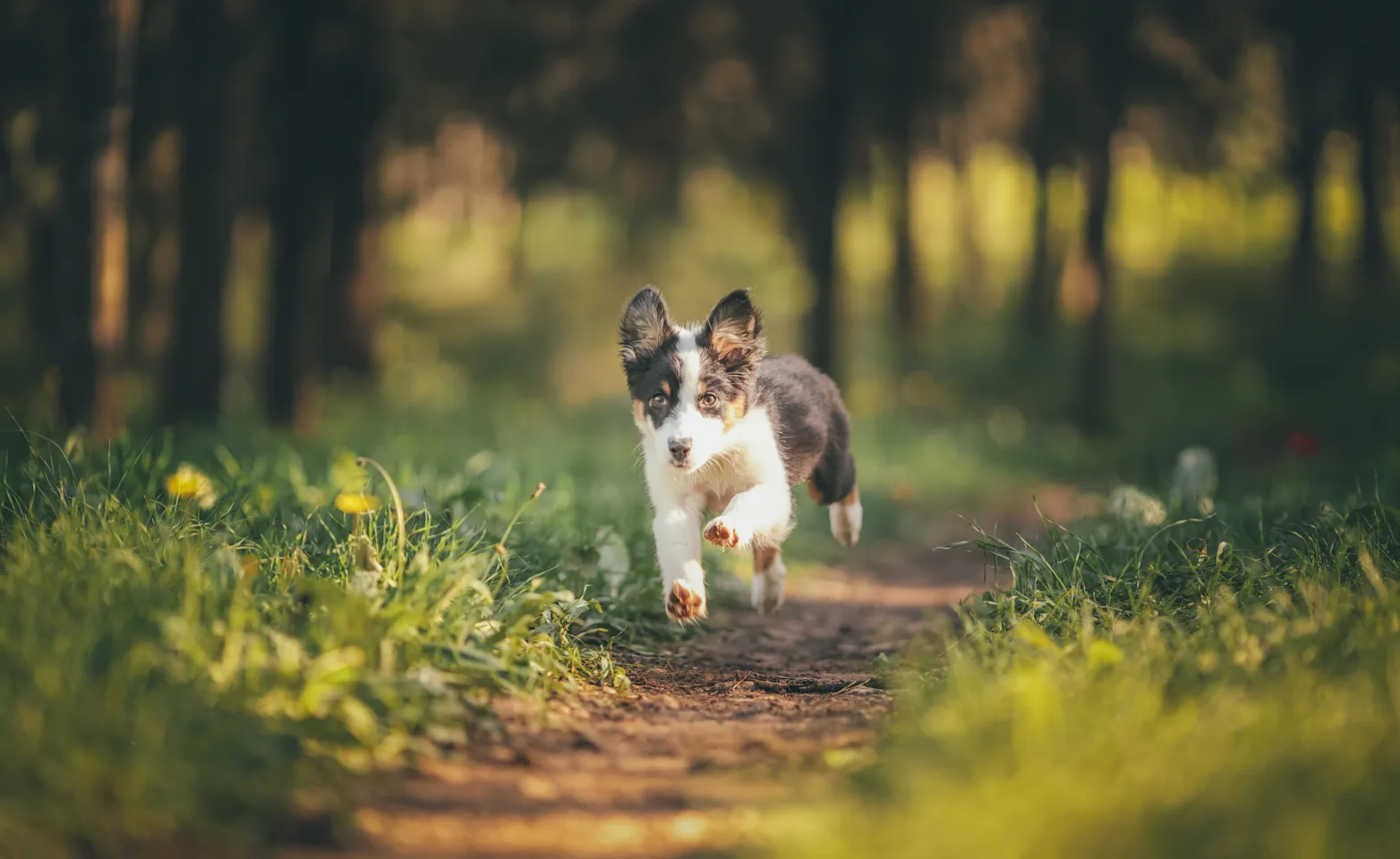 Dog running through the grass Dog running through the grass