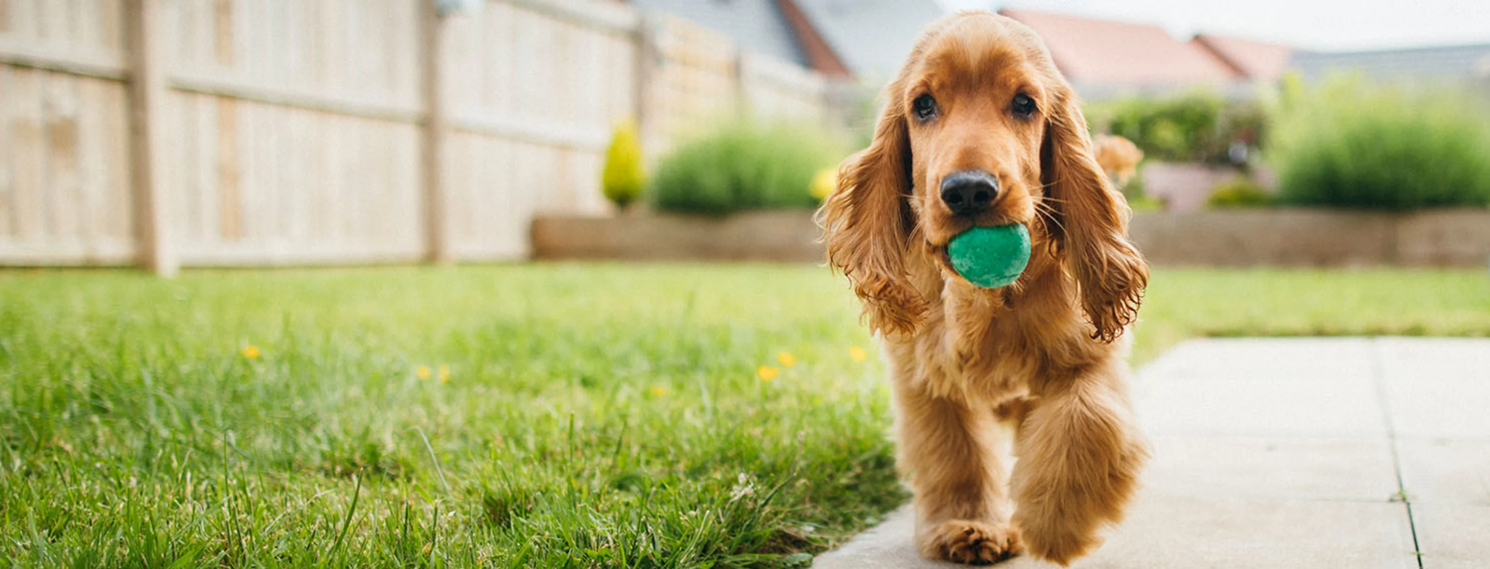 Dog walking with green ball in its mouth