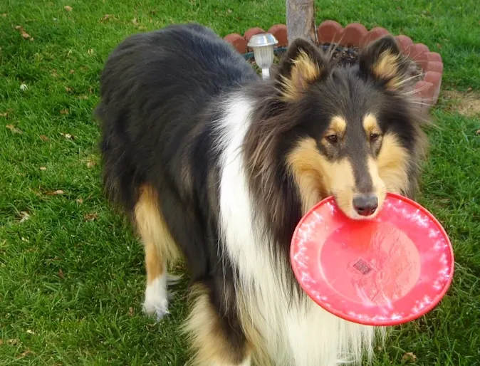 Scooter the dog holding a red frisbee in its mouth Scooter the dog holding a red frisbee in its mouth