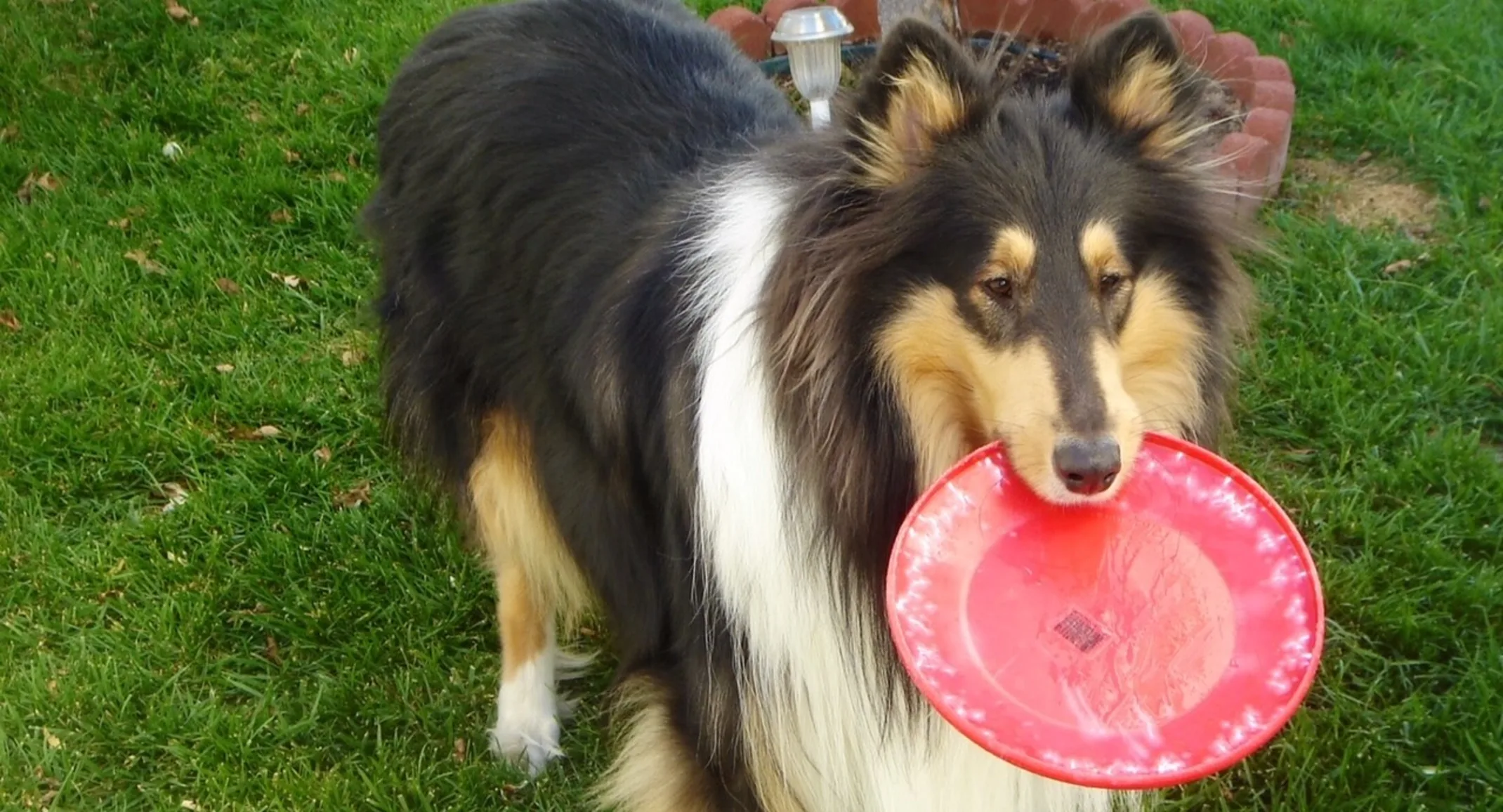 Scooter the dog holding a red frisbee in its mouth Scooter the dog holding a red frisbee in its mouth