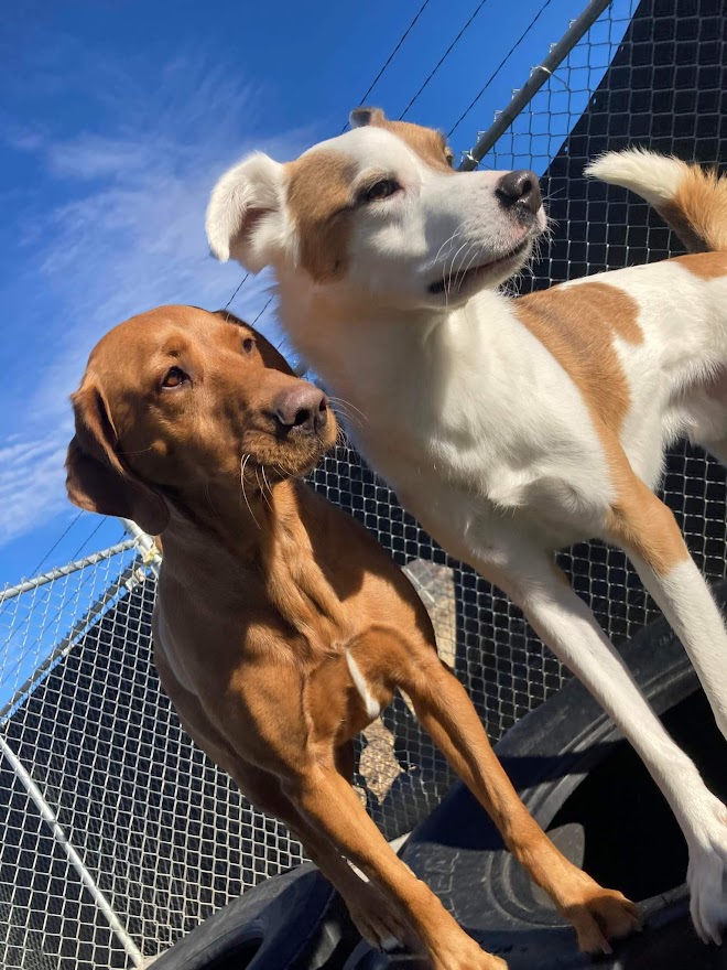 Two Dogs Standing on Tires