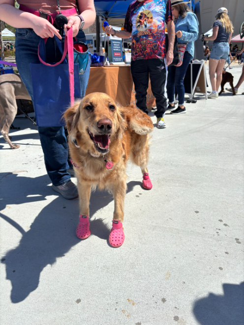 Pup Palooza with North Alabama Veterinary Emergency & Specialty