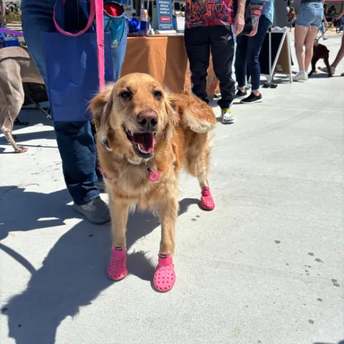 Pup Palooza with North Alabama Veterinary Emergency & Specialty Pup Palooza with North Alabama Veterinary Emergency & Specialty
