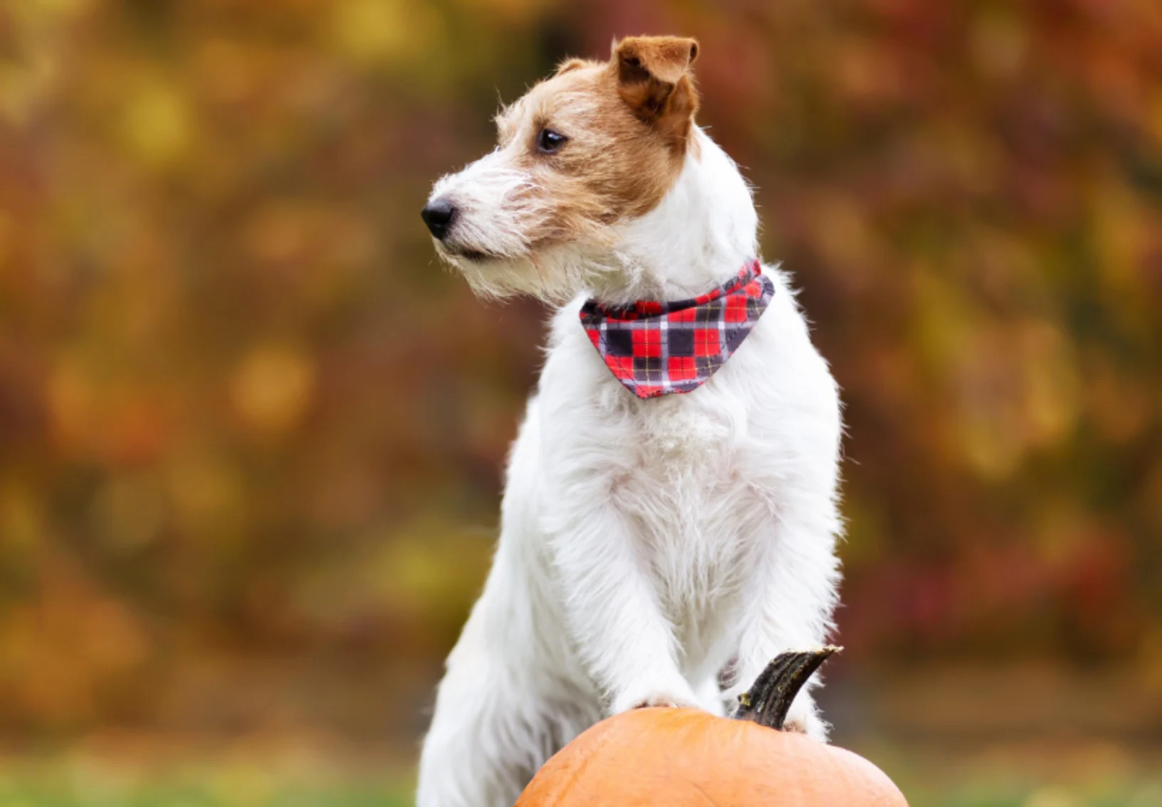 Dog with Paws on top of a Pumpkin Looking Left Dog with Paws on top of a Pumpkin Looking Left