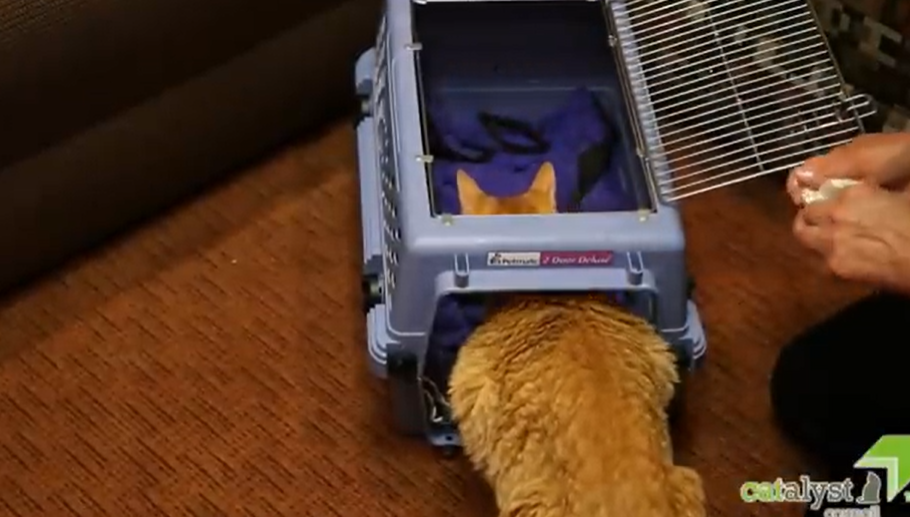 A cat getting into a cat carrier