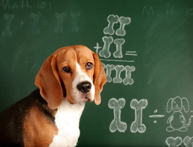 Dog in front of a blackboard