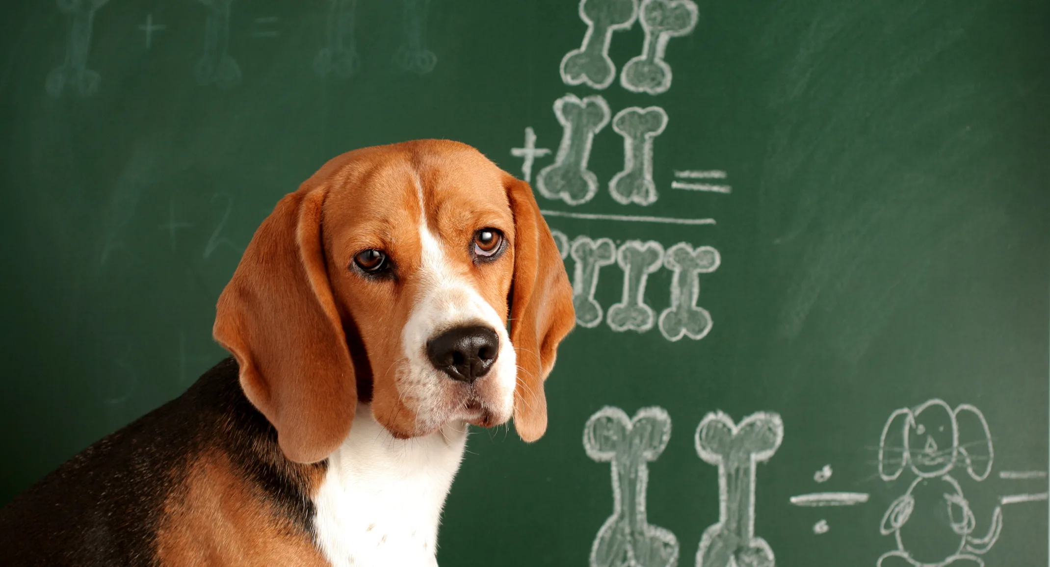 Dog in front of a blackboard Dog in front of a blackboard