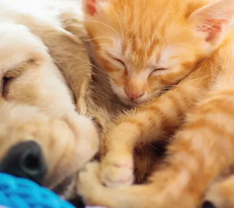 DOG AND CAT LAYING TOGETHER DOG AND CAT LAYING TOGETHER