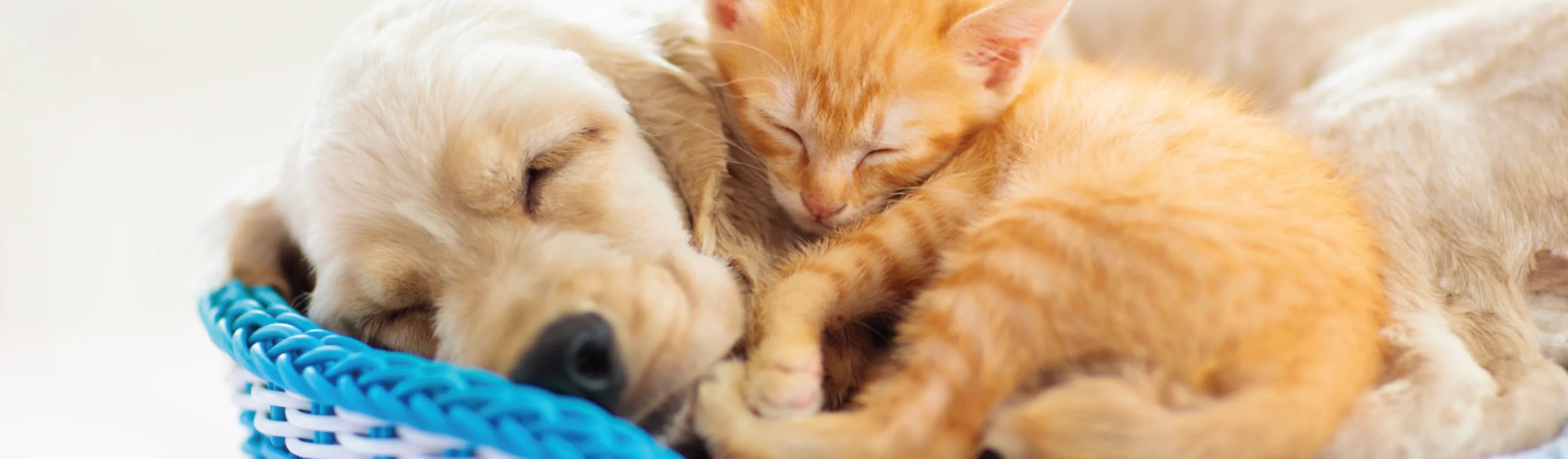 DOG AND CAT LAYING TOGETHER