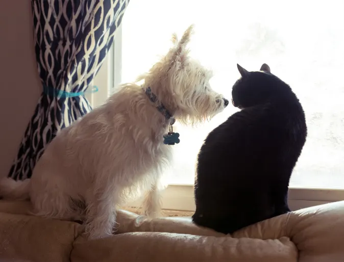 White dog and black cat sitting together on tan couch White dog and black cat sitting together on tan couch