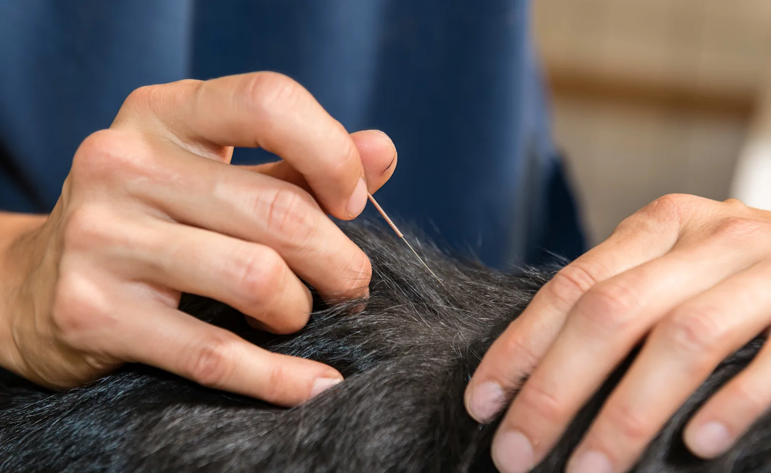 acupuncture on dog acupuncture on dog