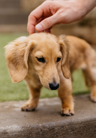 Homepage My Second Home