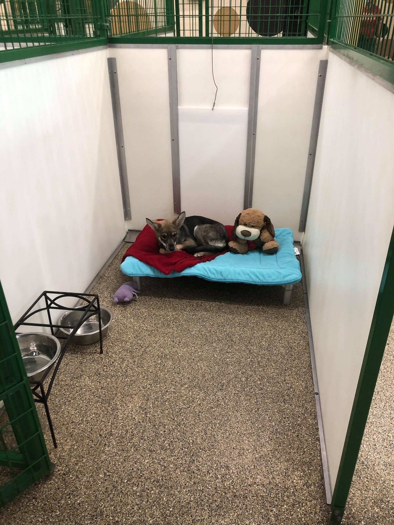 Boarding room front angle with dog