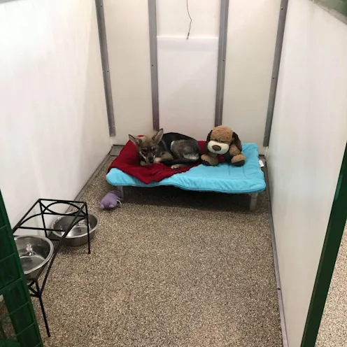 Boarding room front angle with dog Boarding room front angle with dog